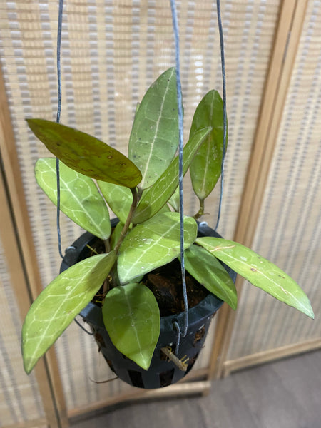 Hoya elliptica (s)