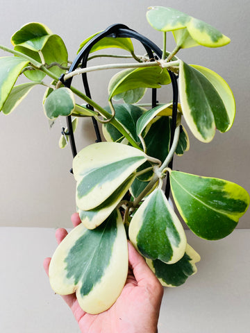 Hoya kerrii variegata - potted