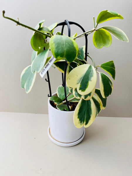 Hoya kerrii variegata - potted