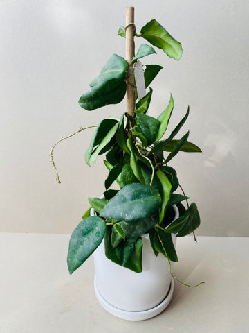 Hoya caudata Sumatra - potted