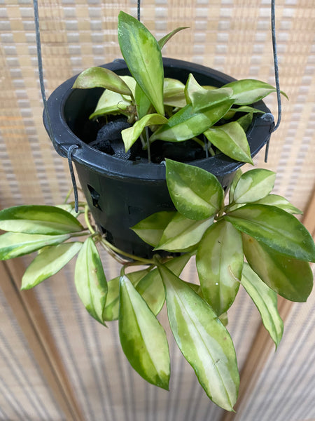 Hoya obscura variegata (s)
