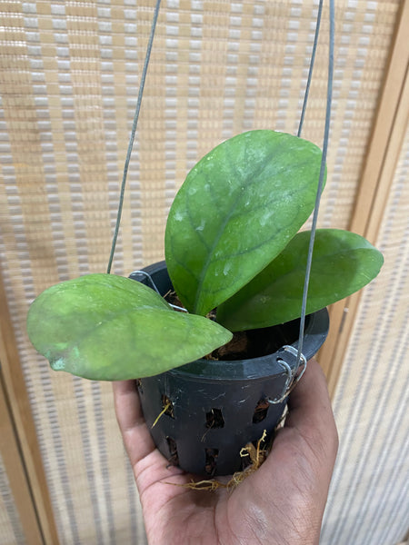 Hoya viola (s)