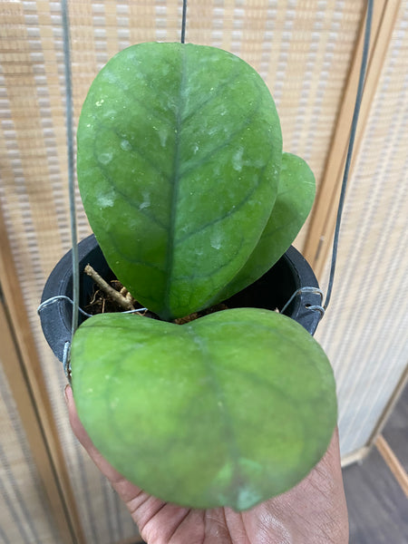 Hoya viola (s)