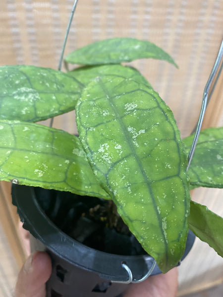 Hoya clemensiorum (s)