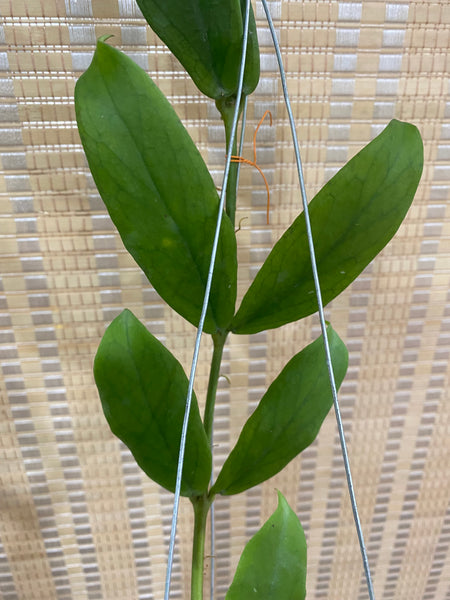 Hoya lobii orange (s)