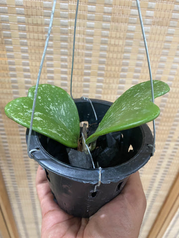 Hoya kerrii splash