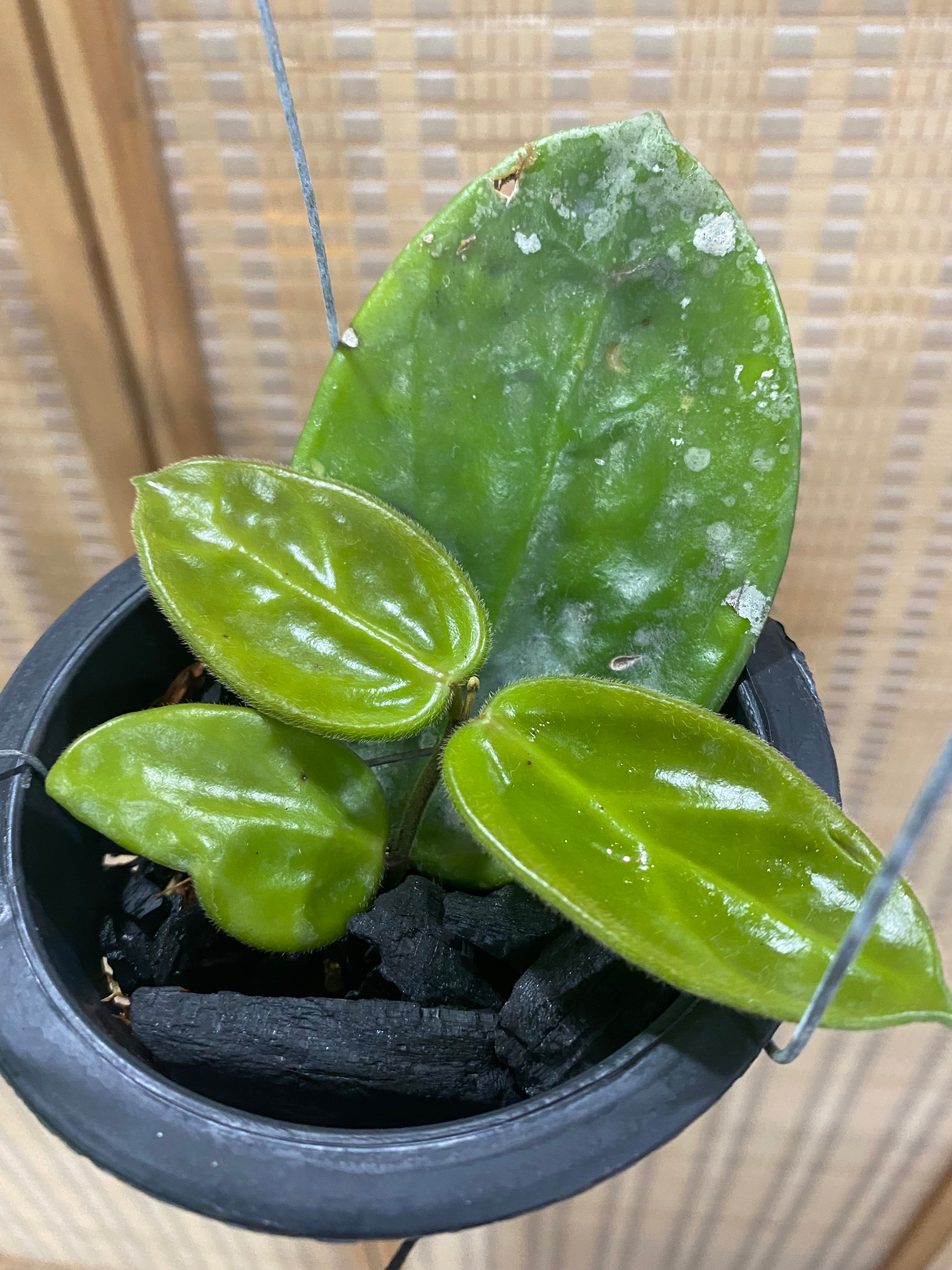 レア　ホヤ　ヴァンヴィエン hoya vangviengiensis Hoya Vangviengiensis - 4