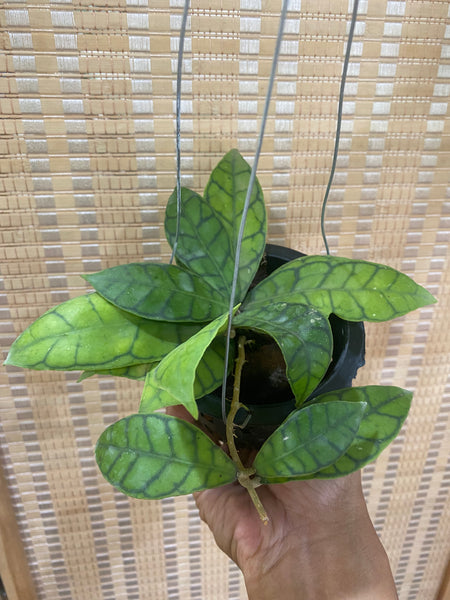 Hoya callistophylla (s)