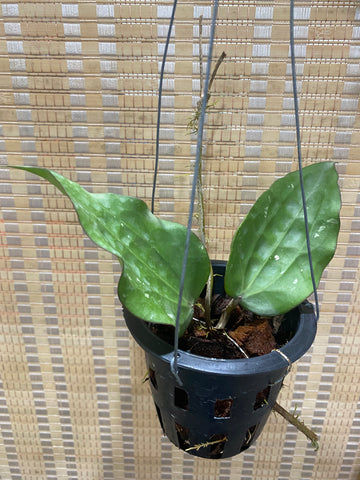 Hoya glabra #black margin (s)