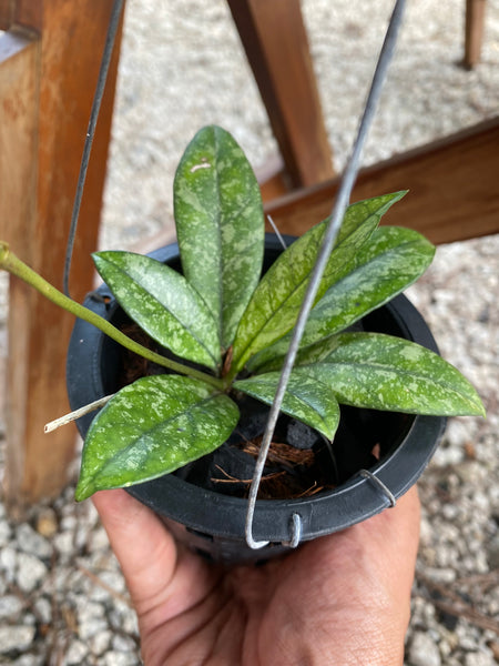 Hoya crassipetiolata splash (s)