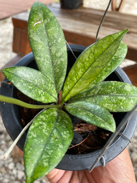 Hoya crassipetiolata splash (s)