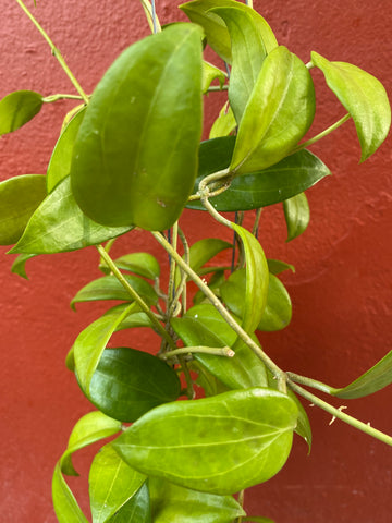 Hoya samoaensis