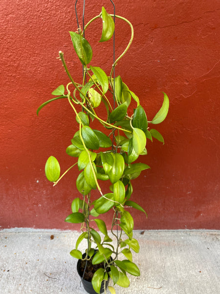 Hoya samoaensis