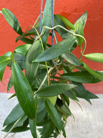 Hoya rubida