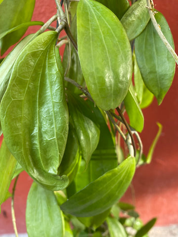 Hoya seed green