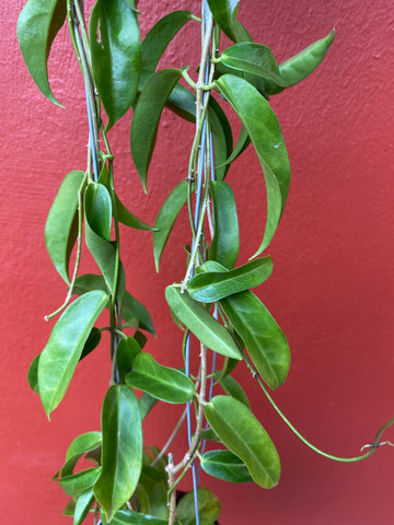 Hoya  chlorantha