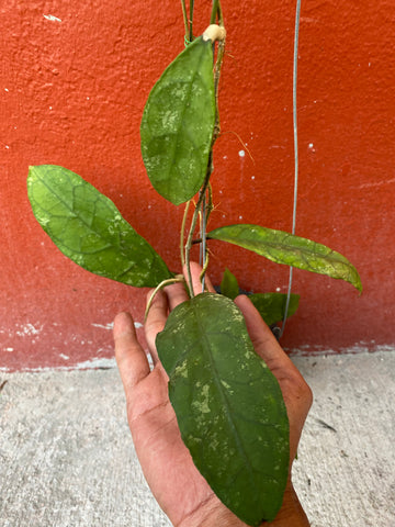 Hoya peninsularis