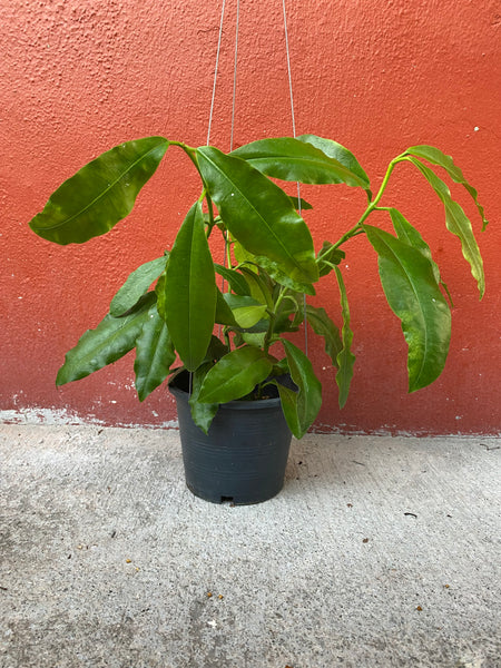 Hoya imperalis red