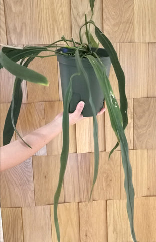Anthurium vittarifolium
