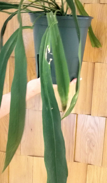 Anthurium vittarifolium