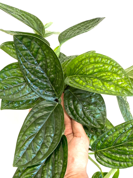 Monstera sp. Peru