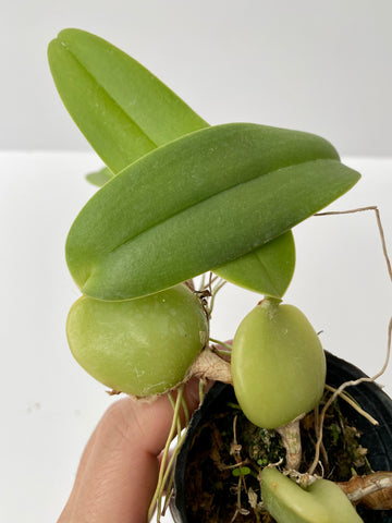 Bulbophyllum barbigerum