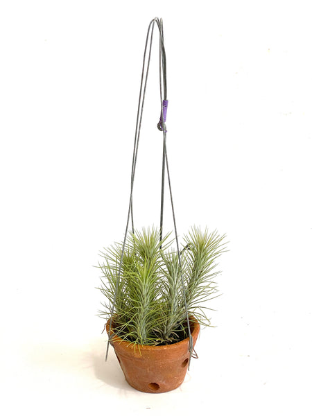 Tillandsia Funckiana
