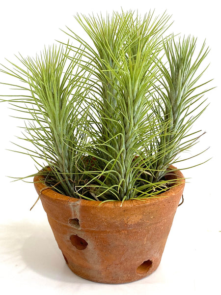 Tillandsia Funckiana