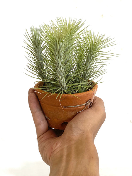 Tillandsia Funckiana