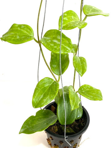 Hoya merrillii aff