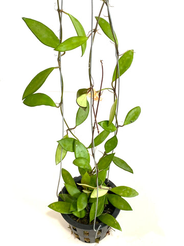 Hoya ilagorium yellow