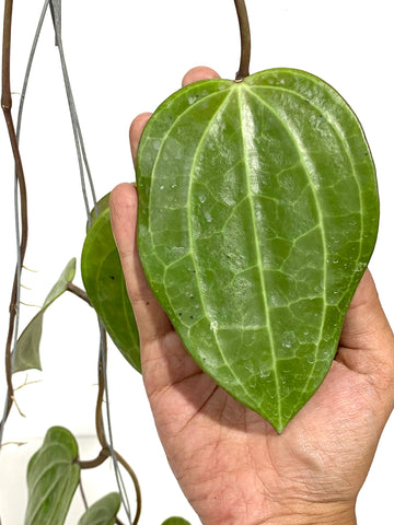 Hoya latifolia