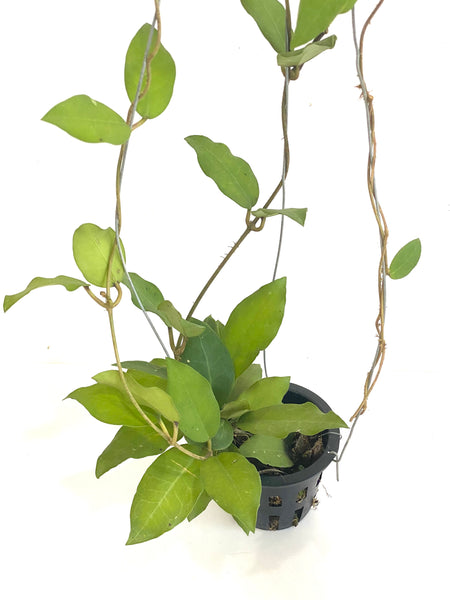 Hoya patricia cv