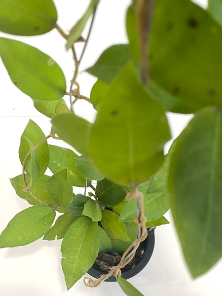 Hoya patricia cv
