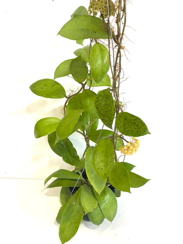 Hoya mindanao ut249