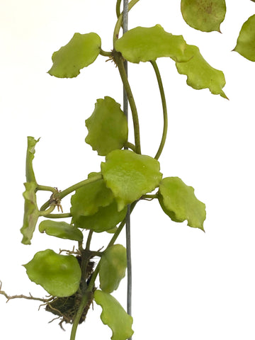 Hoya endauensis
