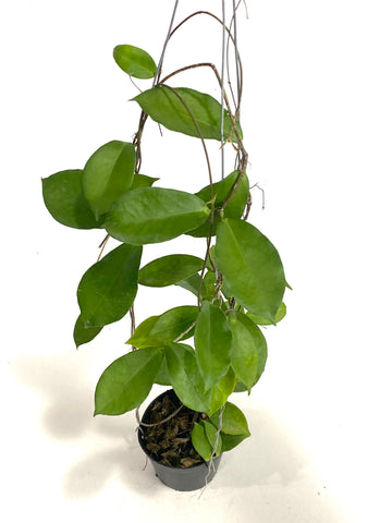 Hoya ischnopus