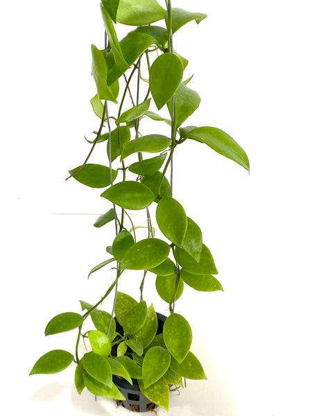 Hoya vanuatuensis
