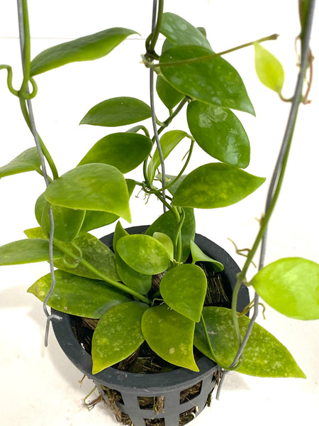 Hoya vanuatuensis