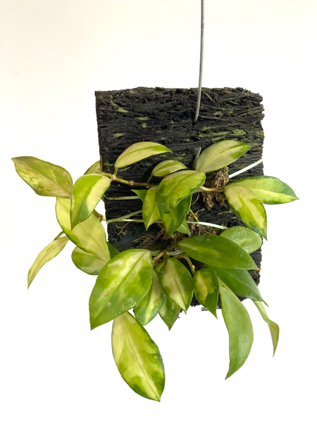 Hoya obscura Variegata on fern bark