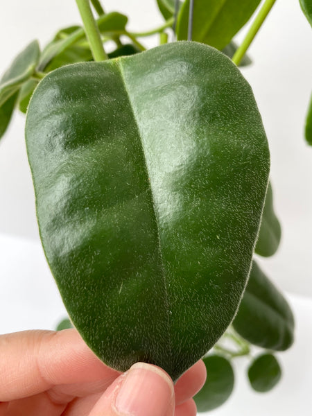 Hoya obtusifolioides (green)