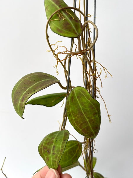 Hoya tomataensis