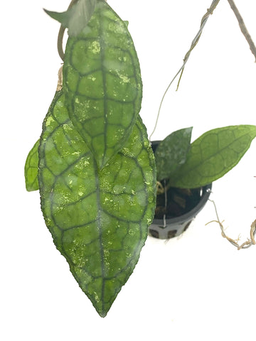 Hoya finlaysonii