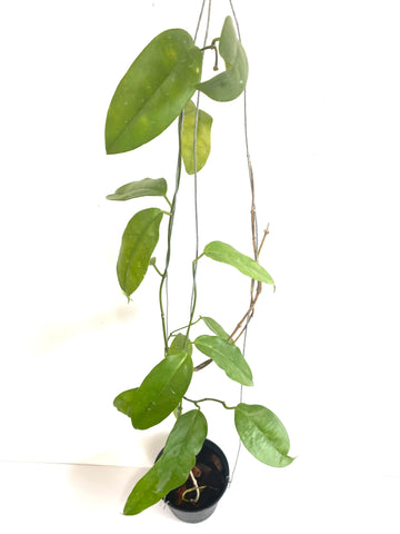 Hoya alagensis