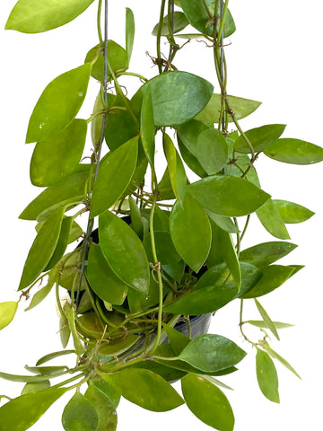 Hoya litoralis