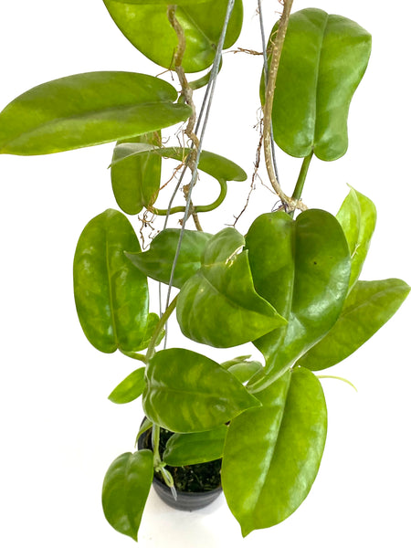 Hoya australis tenuipes