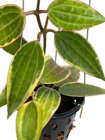 Hoya macrophylla albomarginata