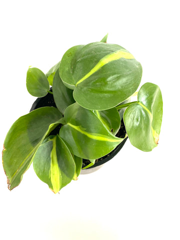 Philodendron Brasil