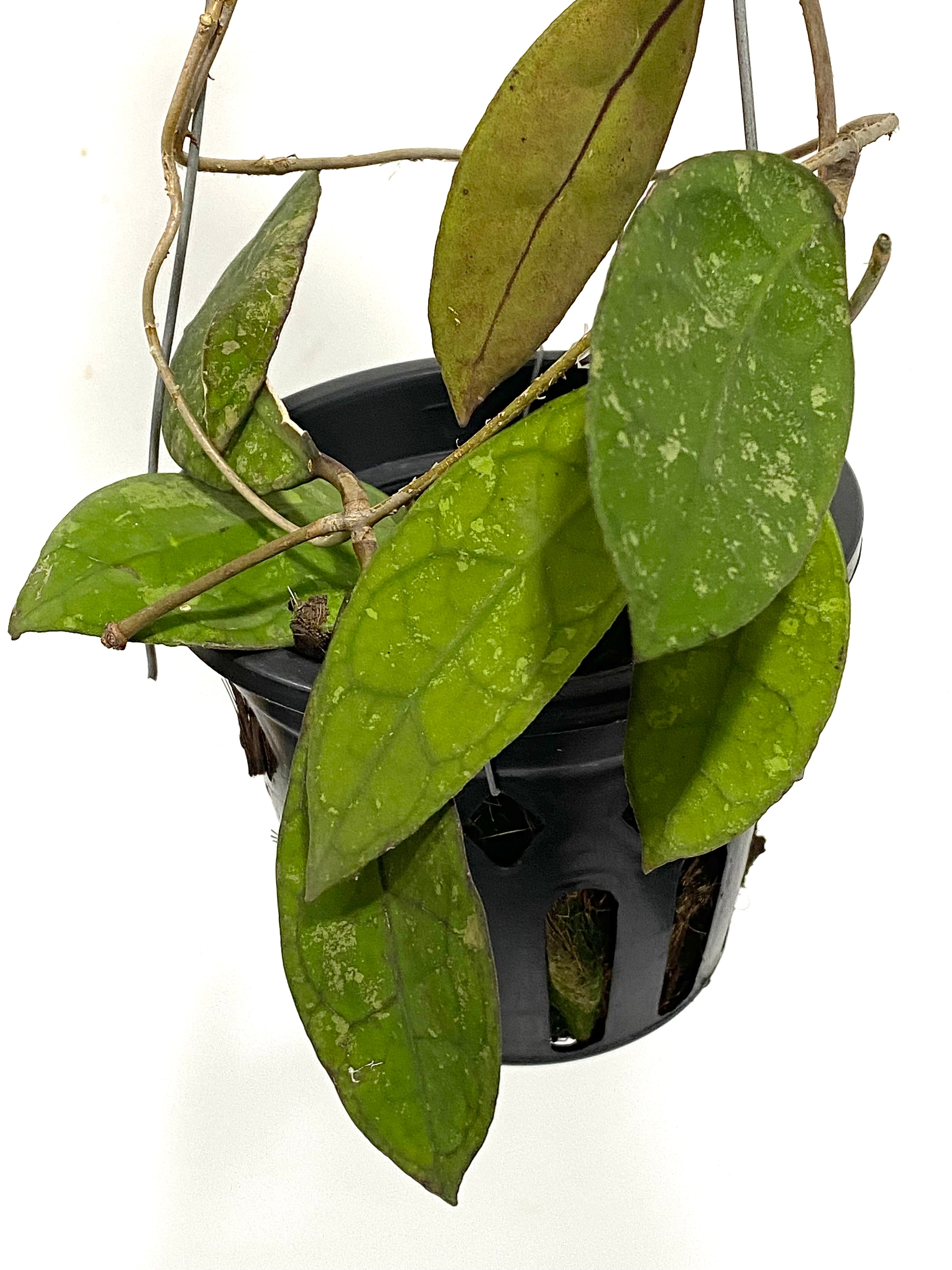Hoya peninsularis – Crafted Identity