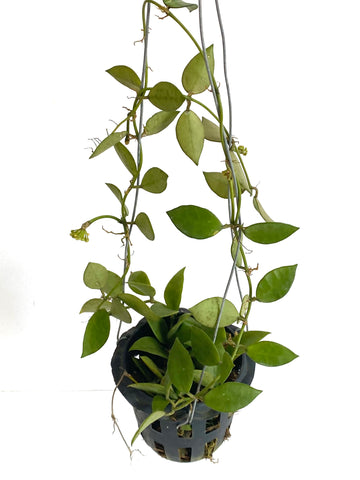 Hoya lacunosa